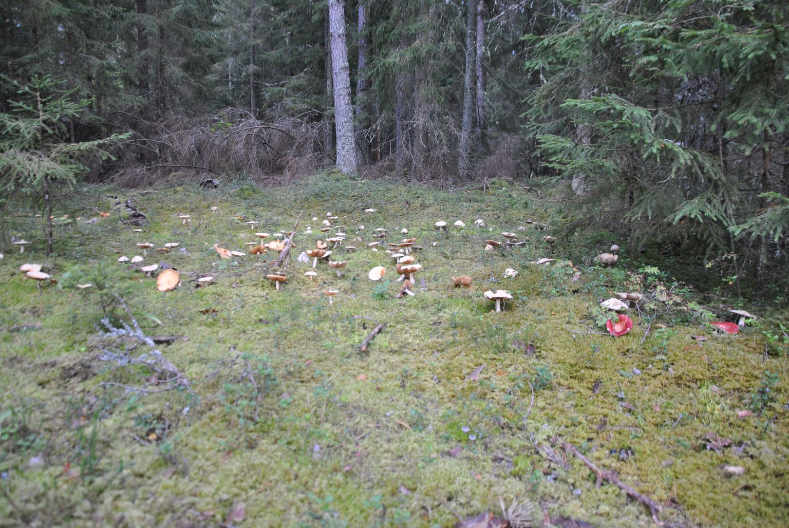 Selline vaatepilt oli neljapäeval Soontaga metsas täiesti tavaline – seen seenes sedavõrd kinni, et astudagi ei olnud õieti kuskile.