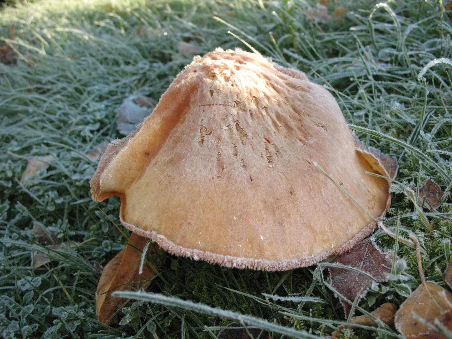 Omanäoline seen.