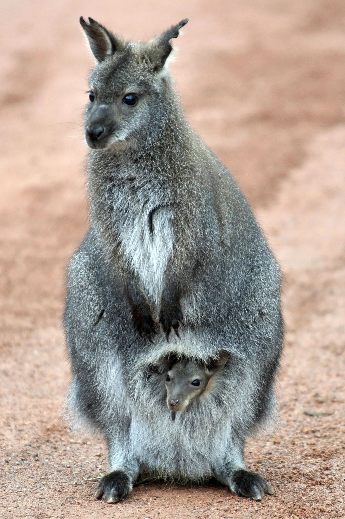 Känguru ja kukrus olev poeg