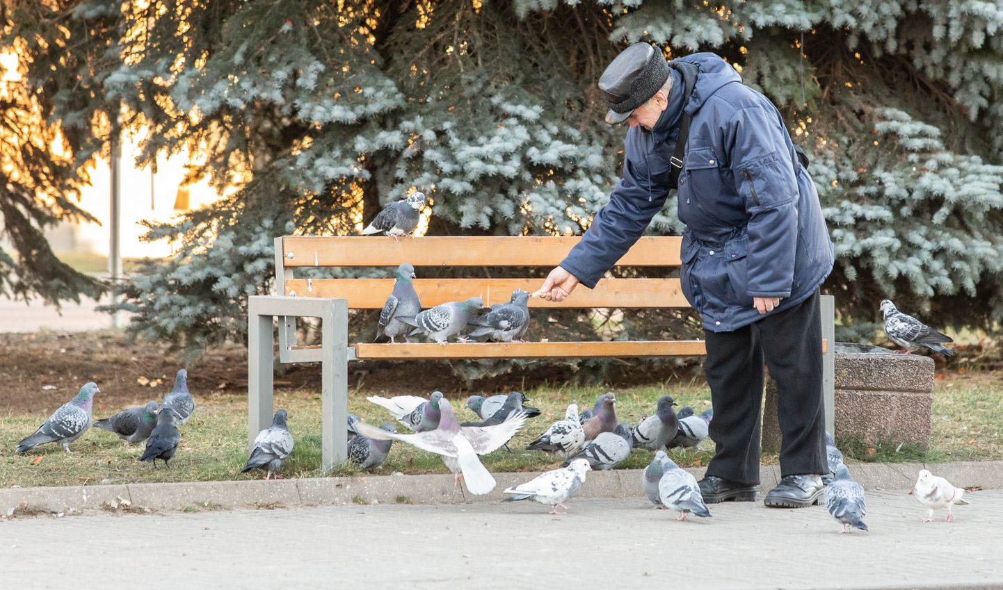 Пенсионер в городском сквере кормит голубей.