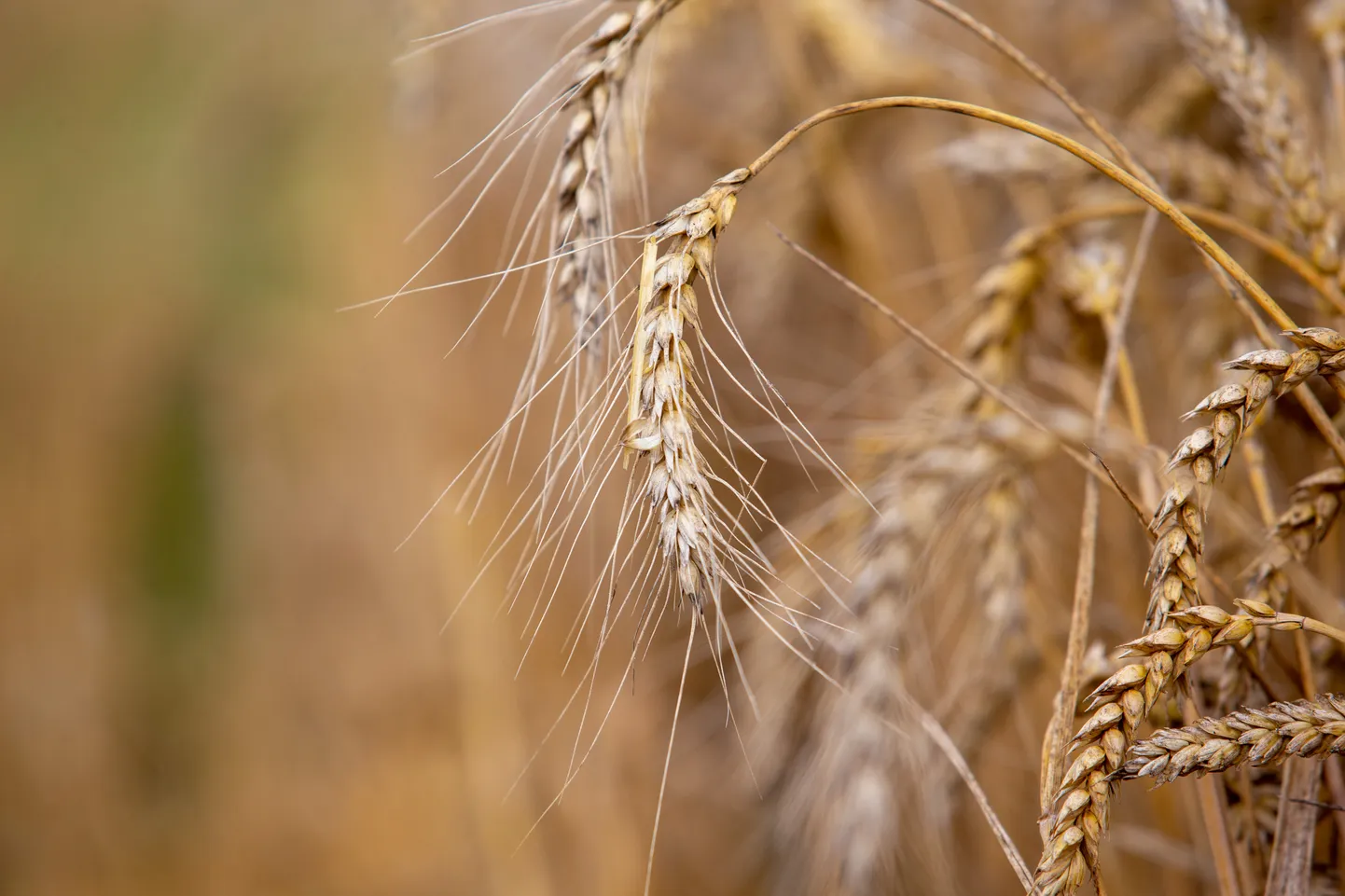 Ukraina moodustab 11% maailma nisuturust, 16% odra, 15% maisi, 16% rapsi, 50% päevalilleseemneõli, 9% päevalilleseemnete ja 61% päevalillekoogi turust.