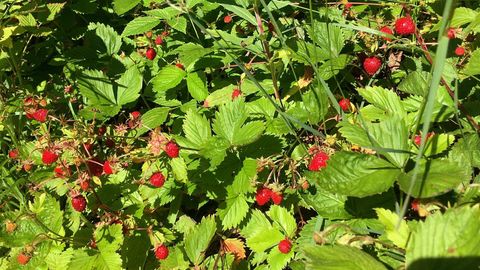 PILTUUDIS ⟩ Metsmaasikad ja kukeseened ootavad korjamist