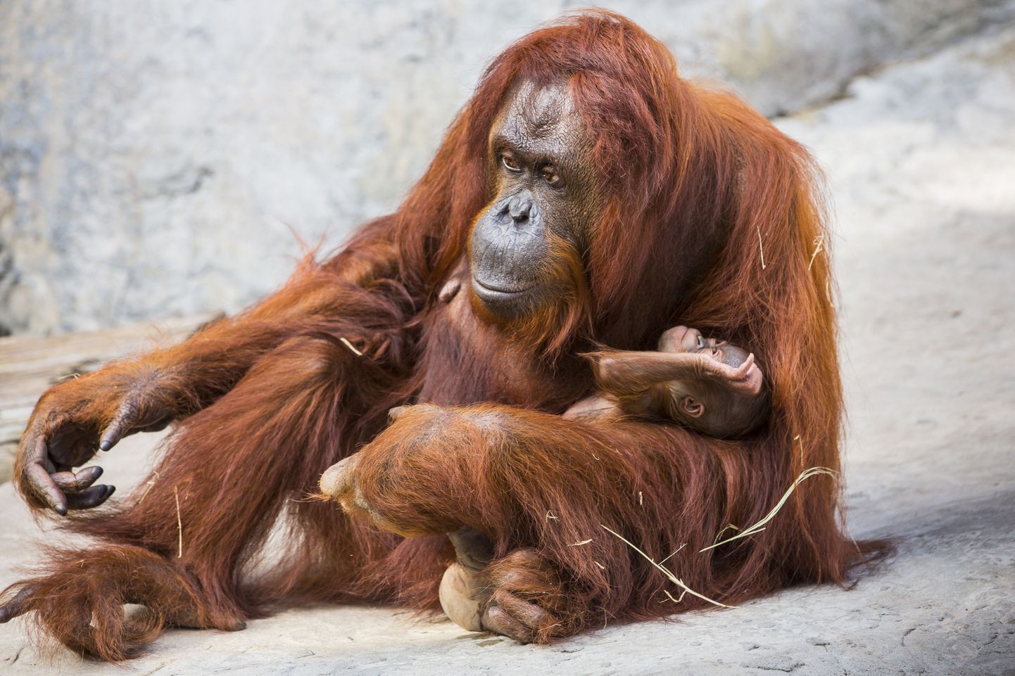 Haruldane Borneo orangutan koos vastsündinud pojaga