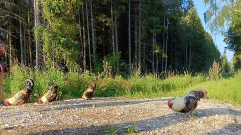 Необычная встреча: семья обнаружила в лесу шестерых петухов