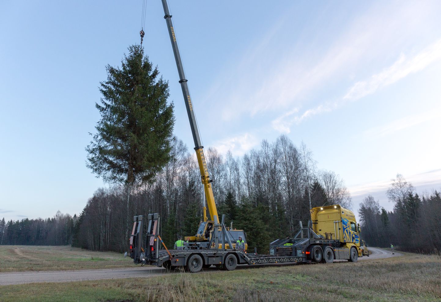 Viljandi eelmise aasta jõulupuu toodi 27. novembril Suure-Jaani lähedalt Võlli külast.