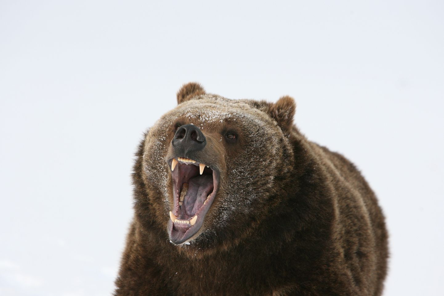 Vihane karu. Pilt on illustreeriv
