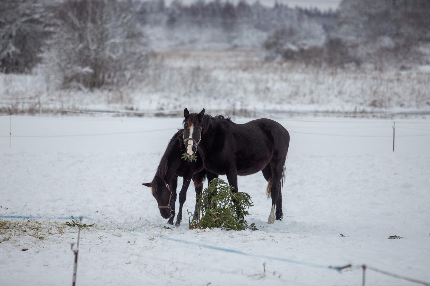 Mullu aasta algul sõid need Viljandi lähistel elavad hobused väljavisatud jõulukuuske. Peagi loodetakse hobustele astelpaju­lehtedest lisasööta toota, mis leevendaks loomadel maohaavandeid.
