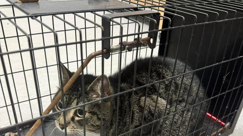 HÄMMASTAV ⟩ 3 aastat tagasi kadunud kass jõudis imekombel oma pere juurde tagasi