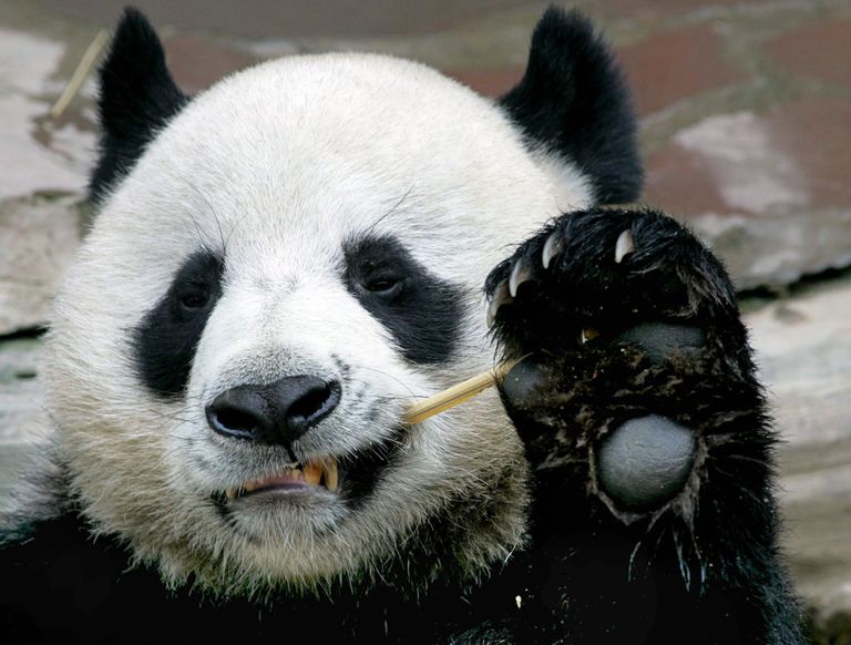 Panda Čuan Čuan.