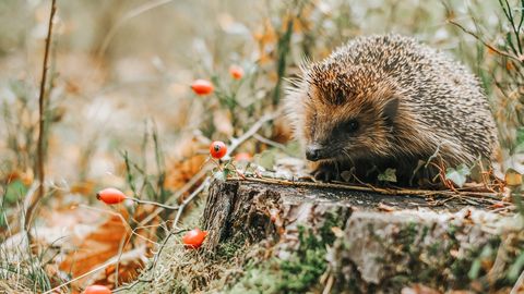 Trešdien nebūs lielu nokrišņu