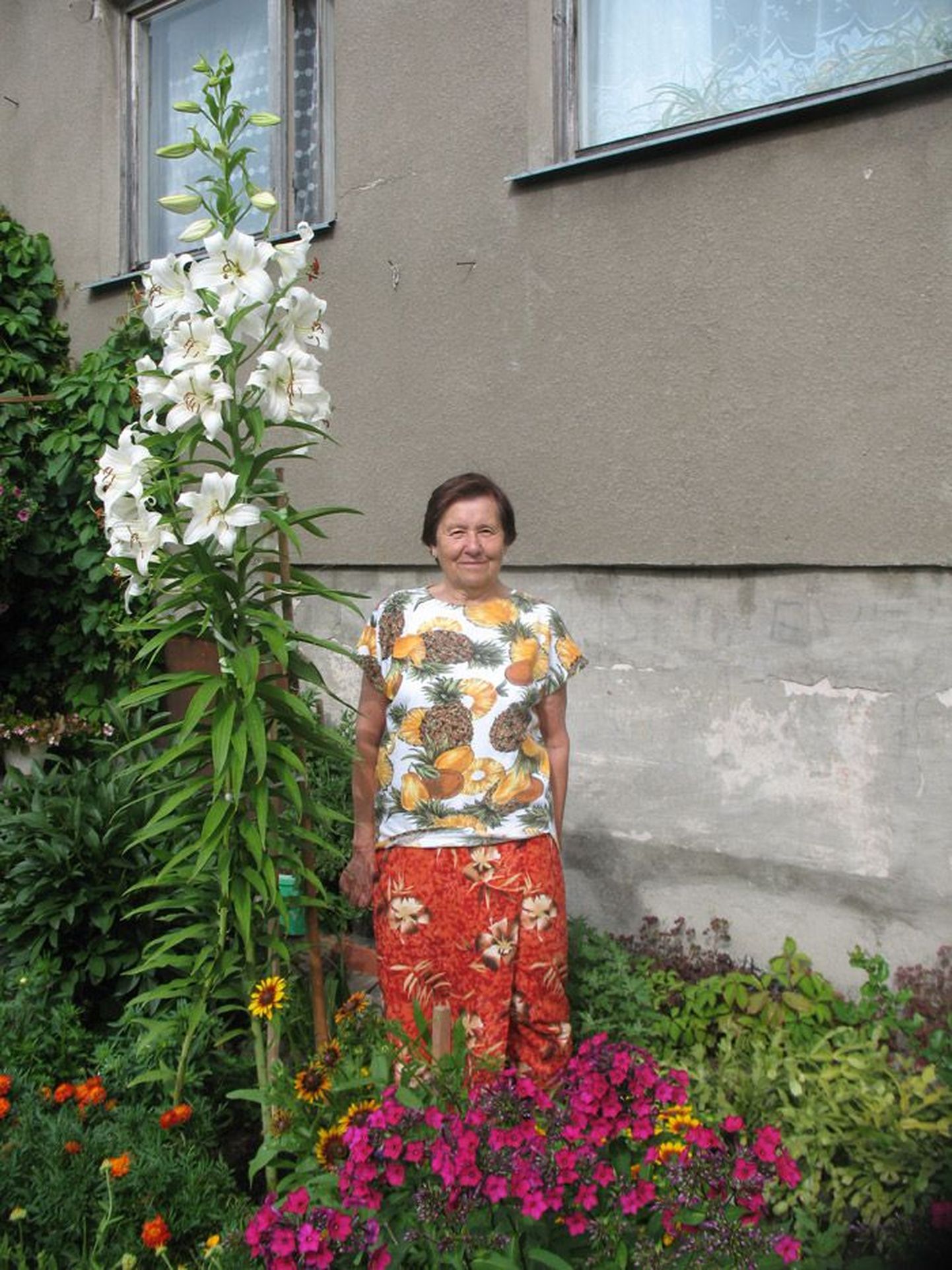 Kilingi-Nõmme ühe korrusmaja aias kasvab hiigelliilia, pikem kui tema perenaine Asta Ruukel.