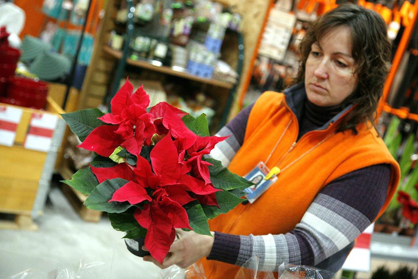 Jõuluaja konkurentsitu lemmiklill on Bauhofi müügijuhi Evelin Nigula sõnul jõulutäht, mida leiab nii punaste, roosade, kollaste, valgete kui kirjude lehtedega. Hea hoolduse korral pakub taim silmailu kevadeni.