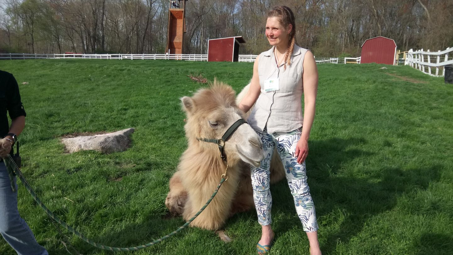 Ameerika loomateraapiakeskuses kaasati tegevusse veel kaameleid, kellega preemiaks jalutamise võimaldamine aitas Kristi Raava sõnul tõsta laste enesehinnangut.