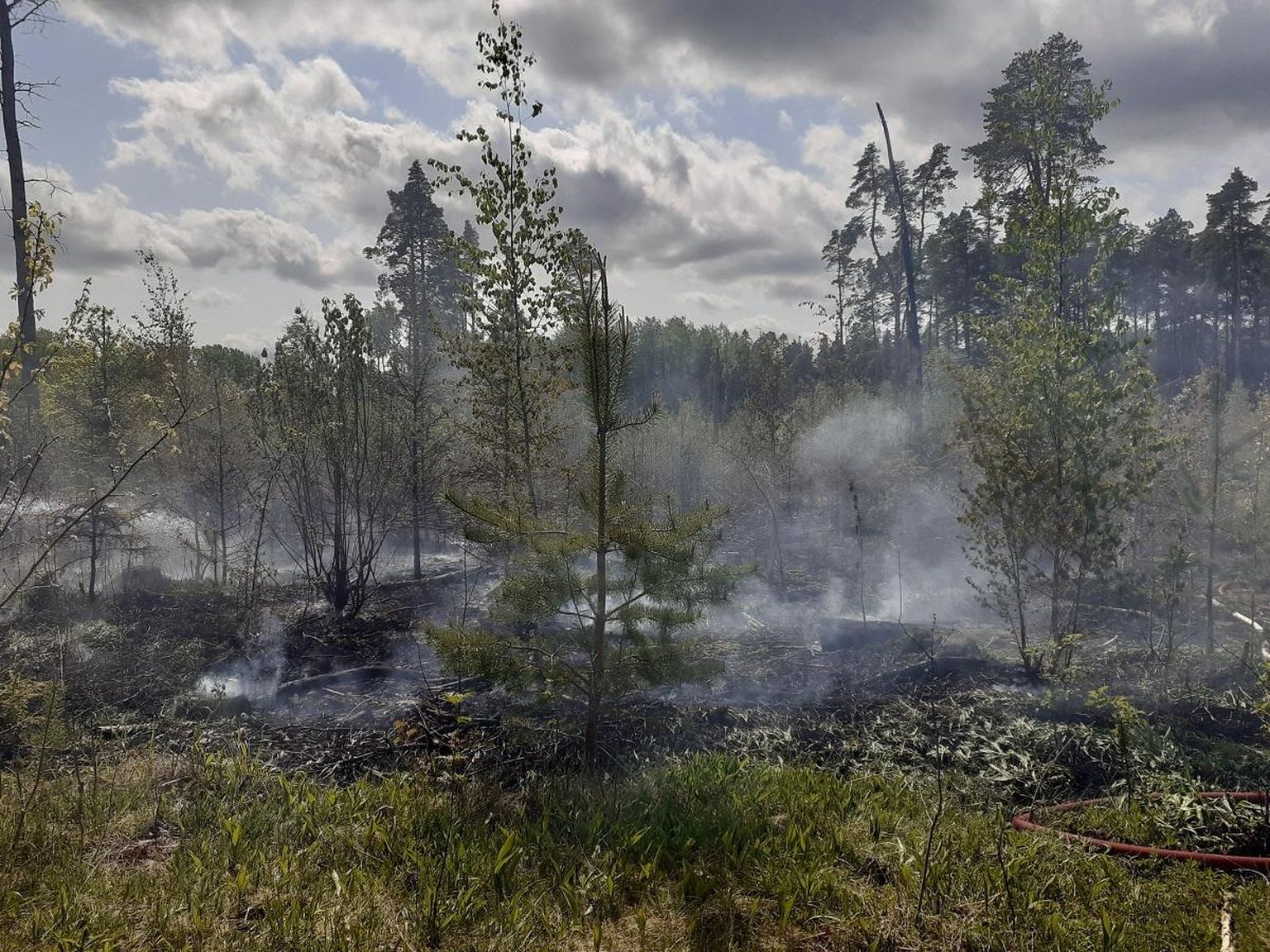 Kunda lähistel on metsaalune põlenud mitu korda.