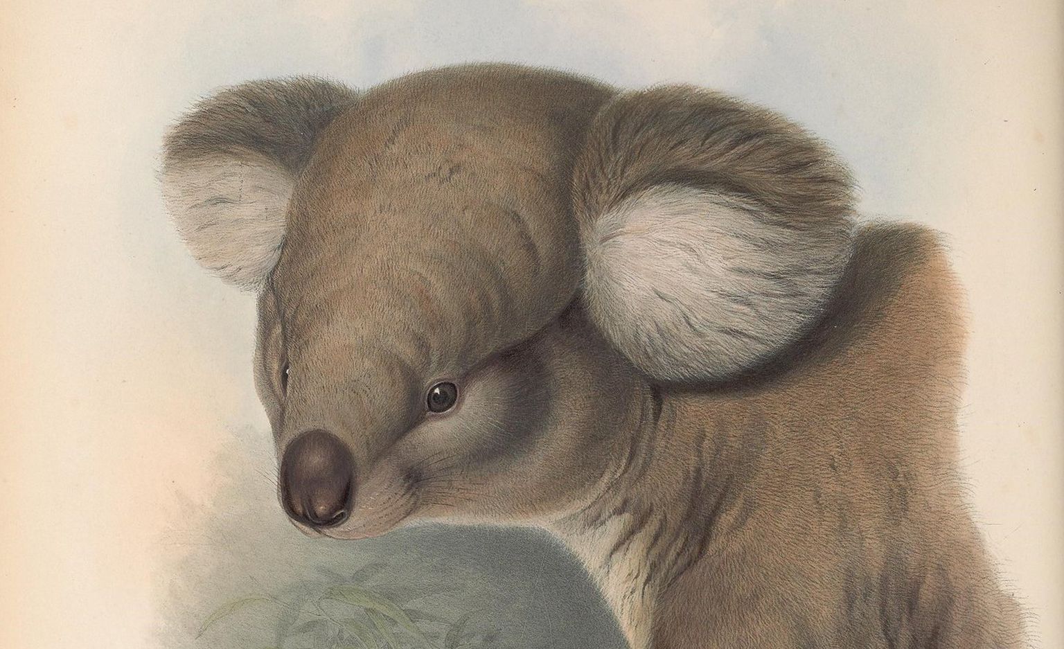 Austrālijas zīdītāji 19. gadsimta vidus litogrāfijās