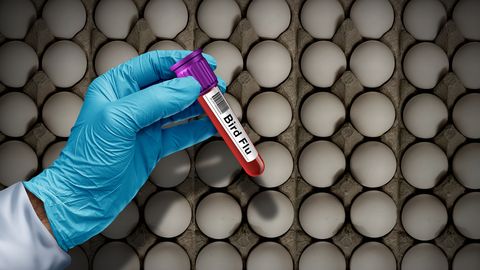 WHO hindab ohtu elanikkonnale: H5N2 viirus ehk linnugripp nõudis esimese inimelu