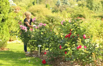 Annela Orasi hooldamas pargiroose ‘Robusta’ ja ‘Pink Robusta’.