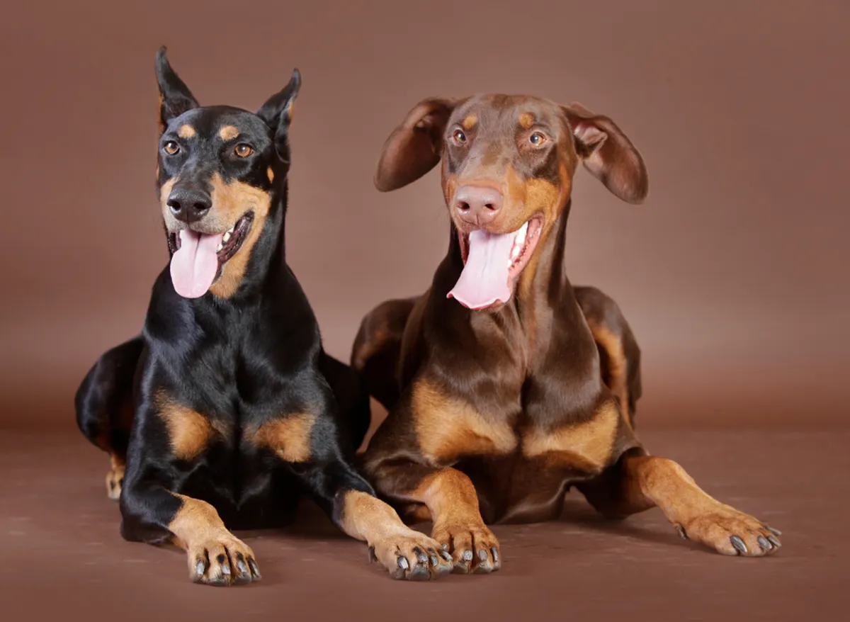 Dobermannide kasuka värvis võib esineda musta, pruuni, sinist või kollakaspruuni (tuntud ka kui Isabella) tooni ning selles peavad olema roostepruunid märgised. Pilt on illustreeriv.