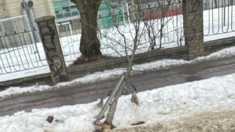 В Таллинне автобус, сбившийся с маршрута, сломал задним ходом дерево