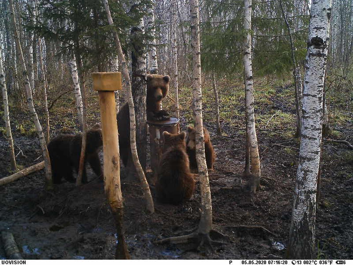 В объектив трассовых камер охотников медведи попадают довольно часто; эти косолапые запечатлены 5 мая.