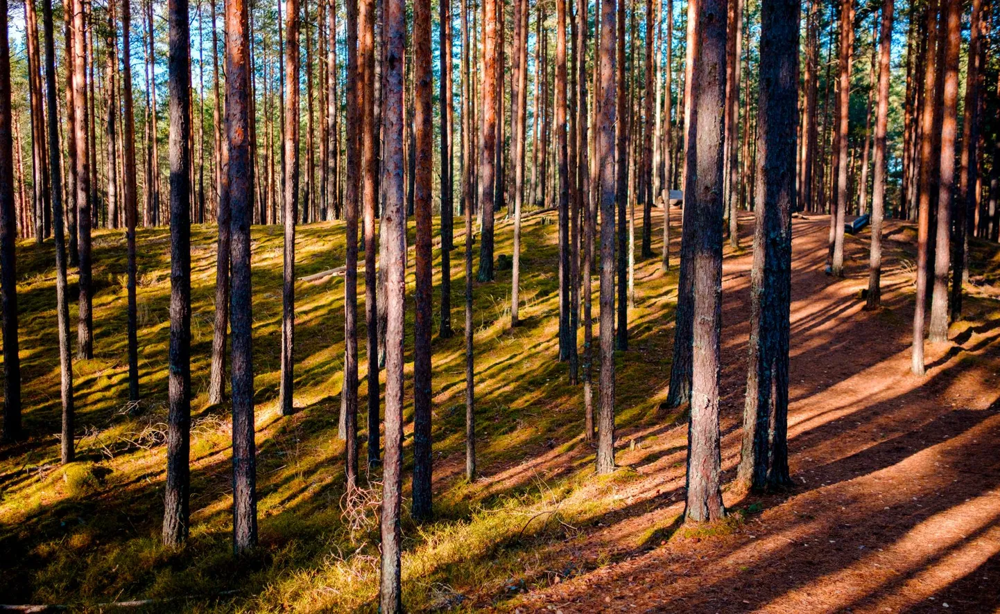 Rail Balticu Pärnumaa planeeringu komistuskiviks sai Luitemaa linnuala.