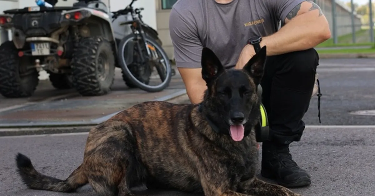 Nende nina ei peta: 19 teenistuskoera otsisid Viru vanglas keelatud aineid