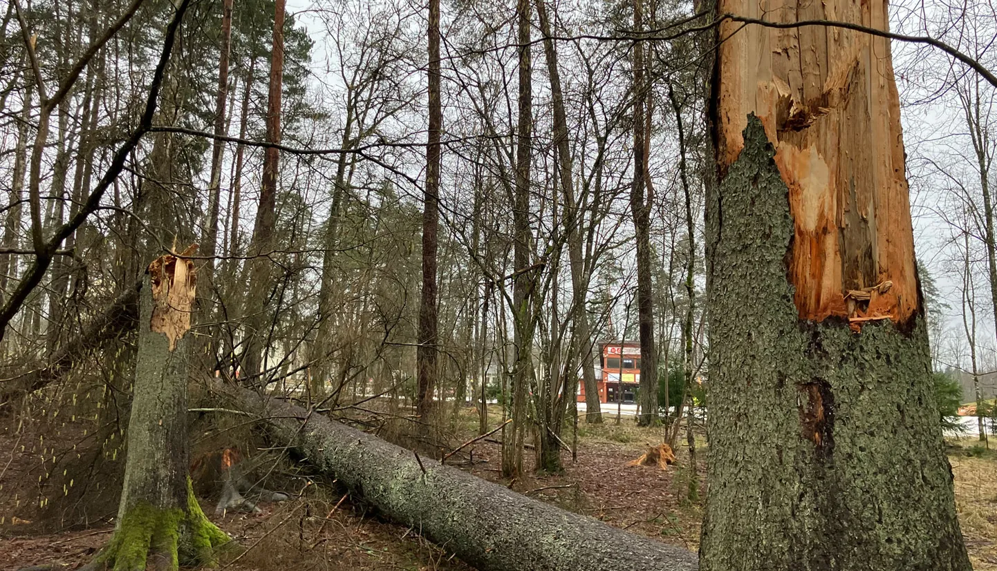 Raksta foto