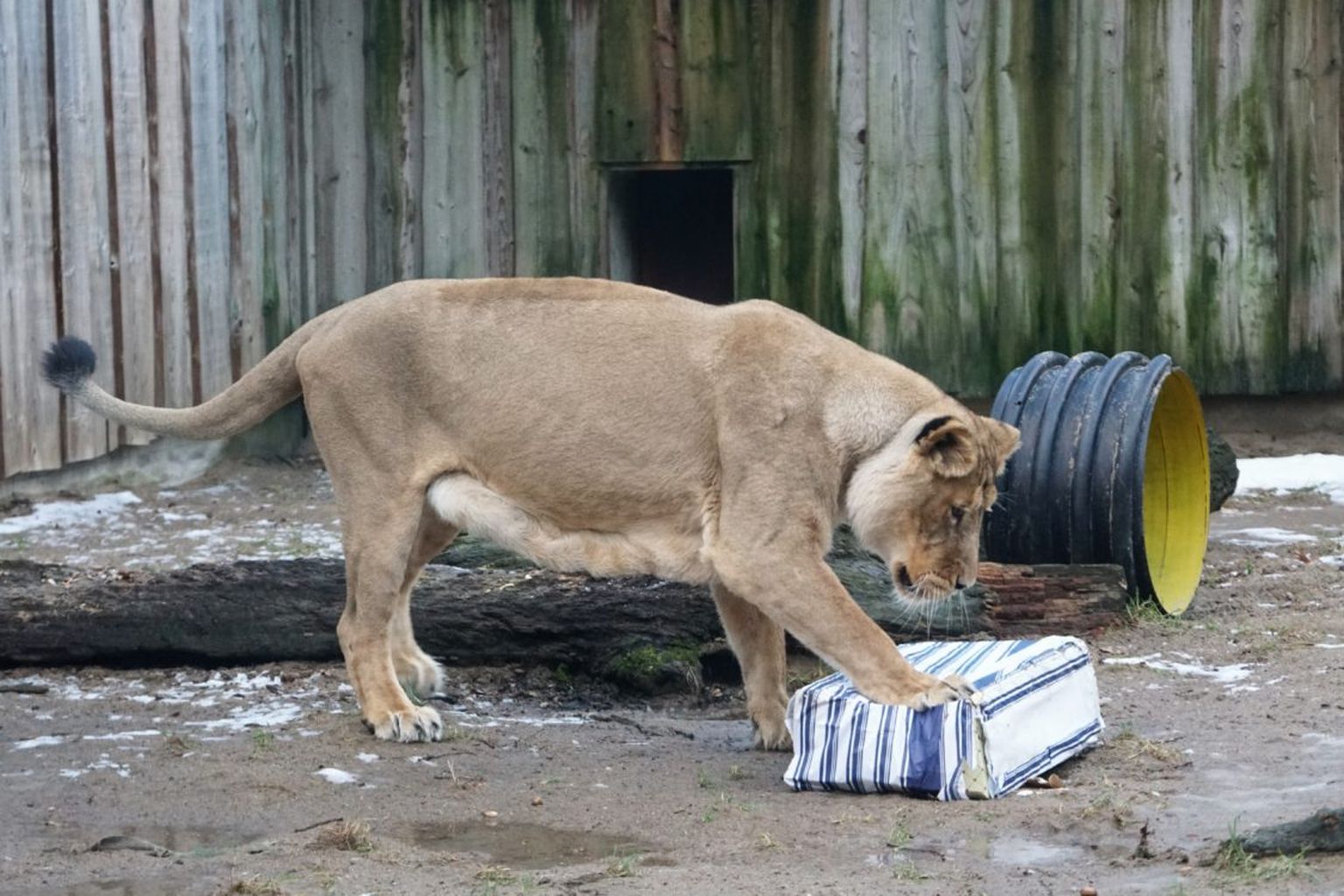 Lõvi Tallinna loomaaias.