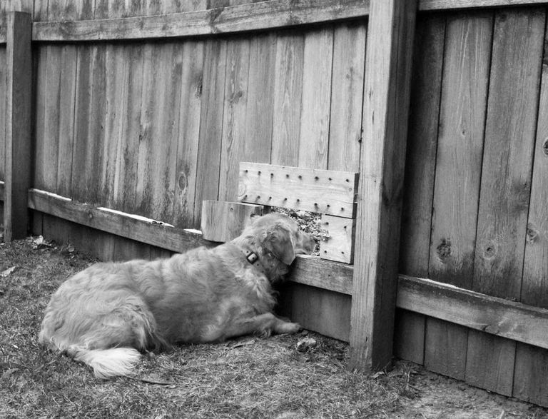 Kui aeda ümritseb plank, siis võiks sellesse teha koerale väikese vaateakna, et ta saaks uudistada, mis tänaval toimub. Väikelastele meeldib see koera-aken samuti väga.