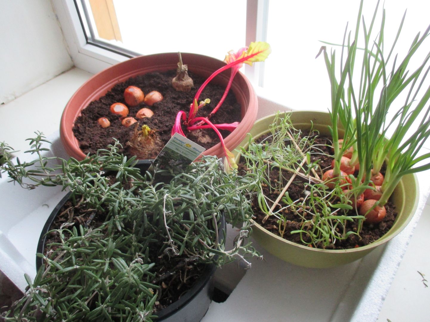 Kui taimelamp appi võtta, võib toas salatirohelist kasvatada ka aasta kõige pimedamal ajal.