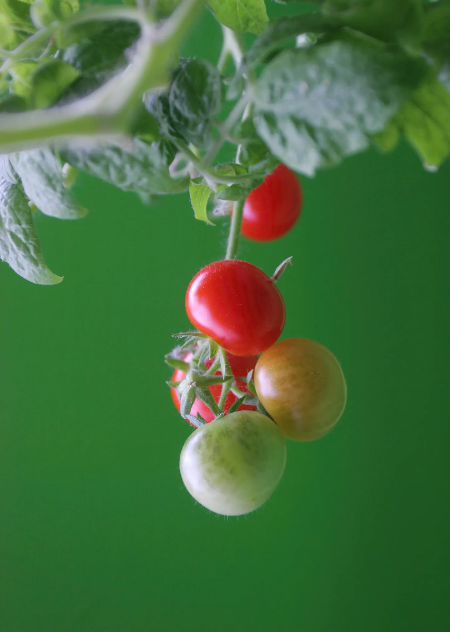 Tomatiteid saab kasvatada ka aknalaual.