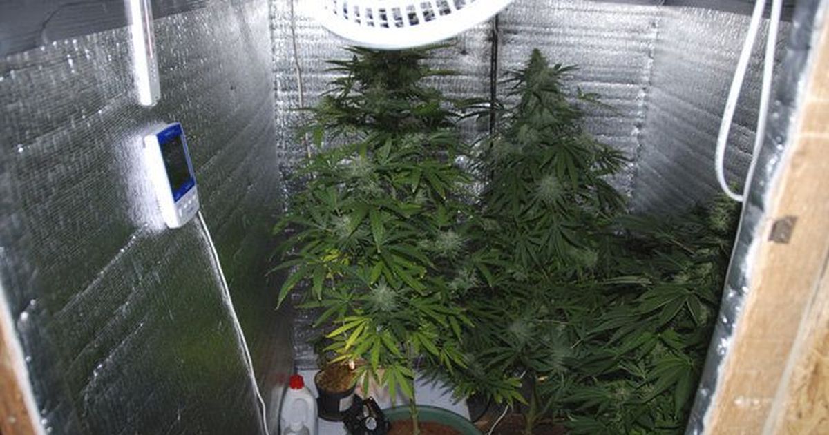 как выращивать марихуану в шкафу