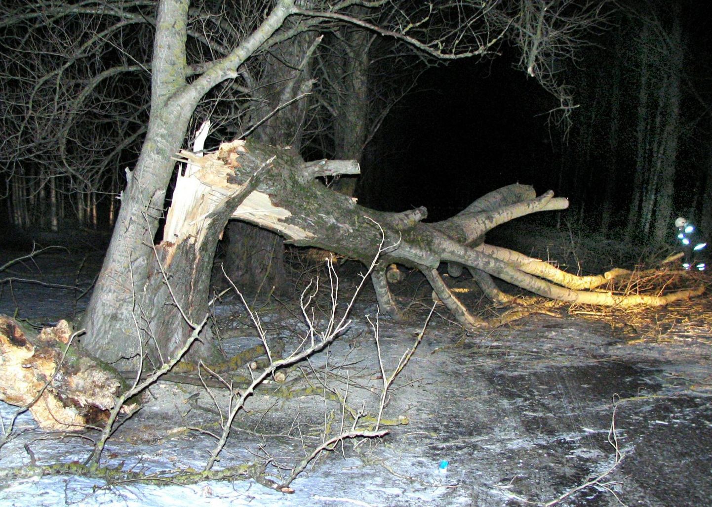 Päästjad eemaldasid Ertsma külas sõiduteele kukkunud puu.
