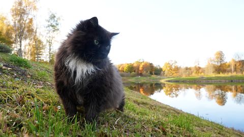 Ar kādiem laikapstākļiem mūs sveiks jaunā nedēļa?