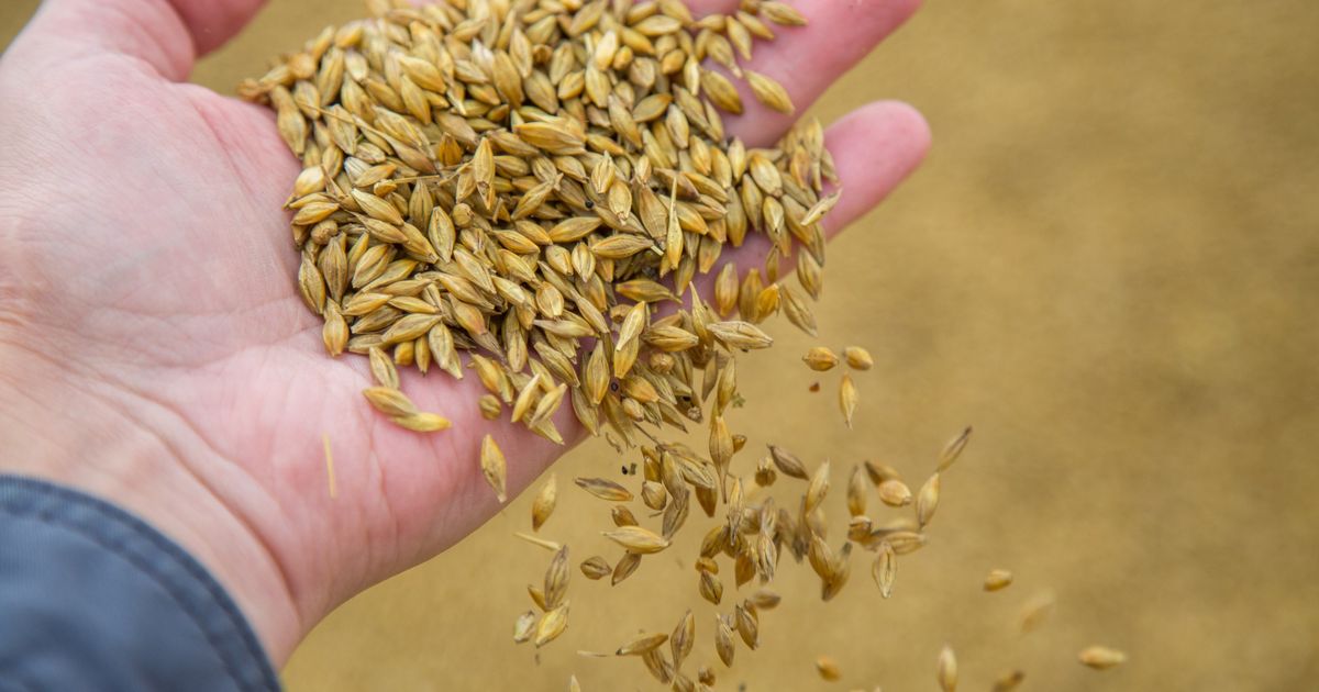 Läti keelab Vene ja Valgevene teravilja impordi