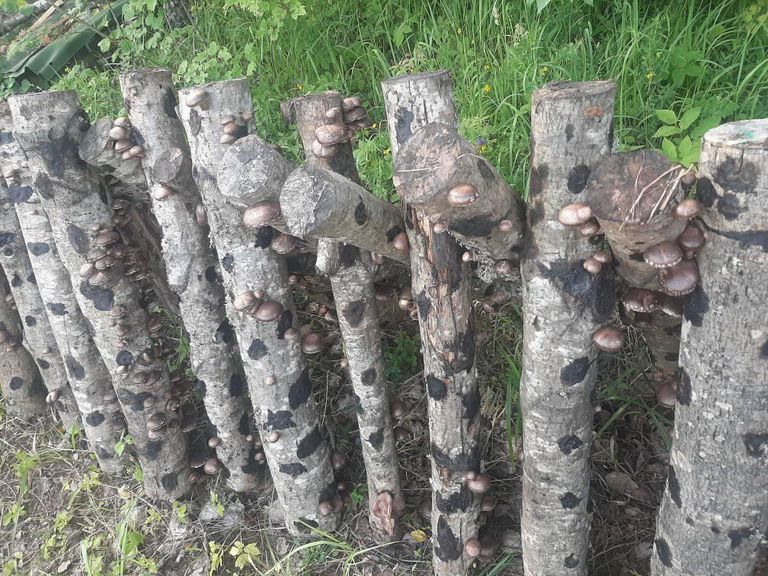Эко-деревня Парму выращивает грибы шиитаке.
