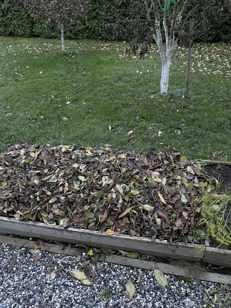 Хозяин этой грядки посадил в зиму чеснок, а сверху закрыл листвой.