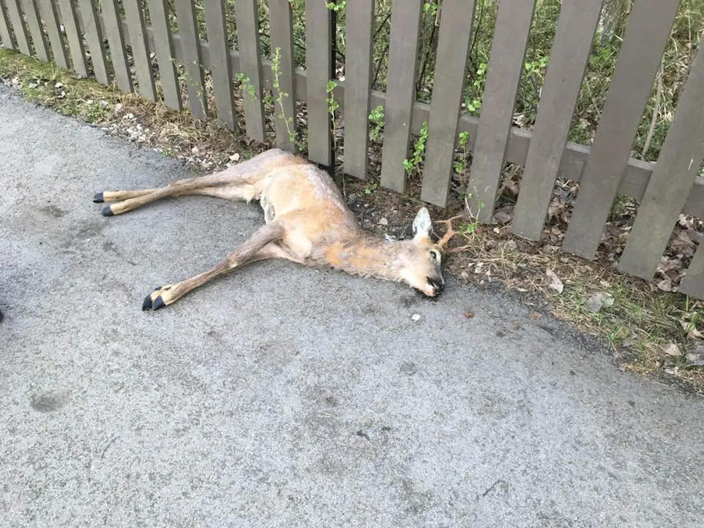 Kitsekorjust jäi tundideks tänavale.