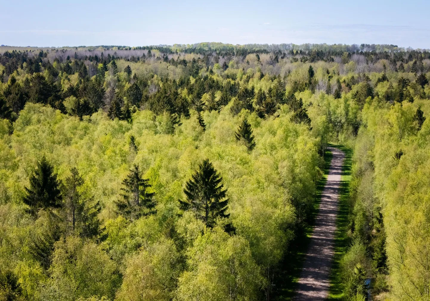 Helerohelist värvi metsas enam palju ei näe, külmast kevadest hoolimata on lõpuks sooja nii palju olnud, et puud on võtnud ülle tavapärase variatsioonirohke kuue.