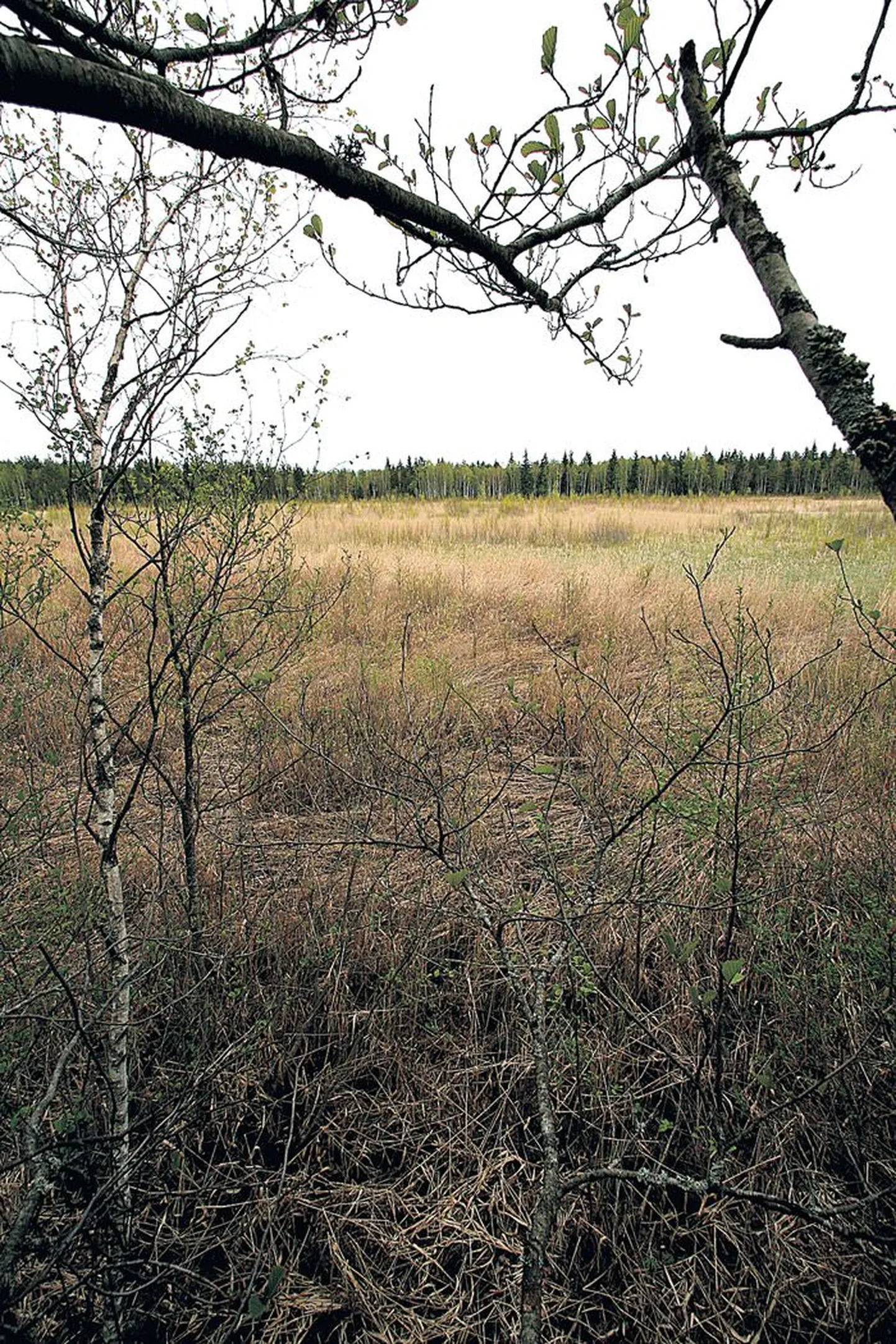 Pupastvere järv Äksi lähedal, kust veel 60 aasta eest kala püüti, on muutunud võsastuvaks õõtsikuks.