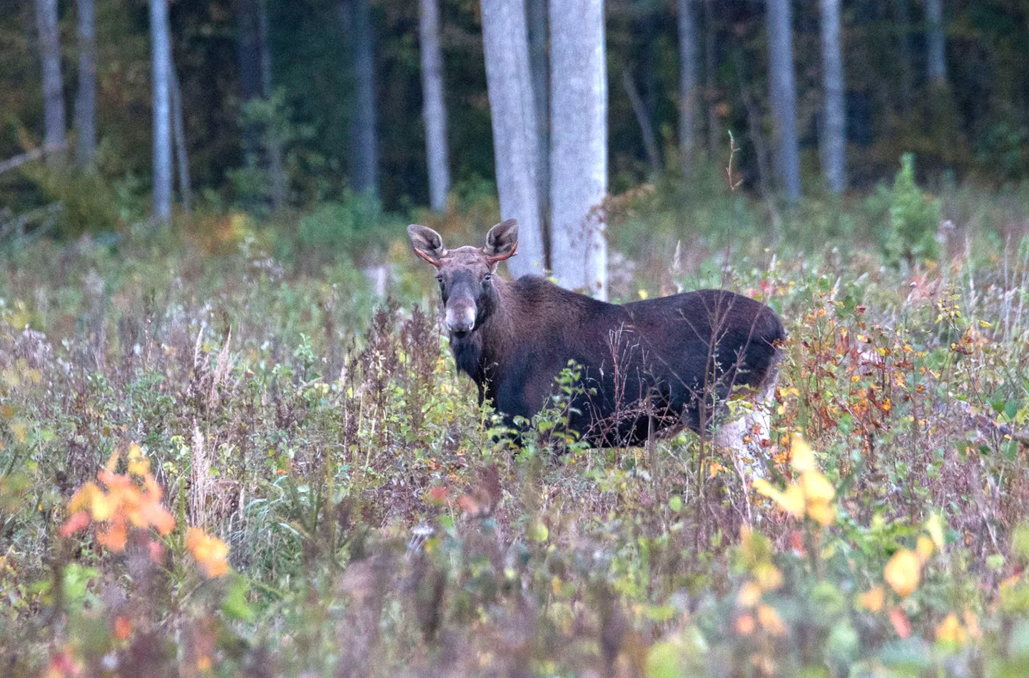 Põhiline metsakahjustaja on põder.