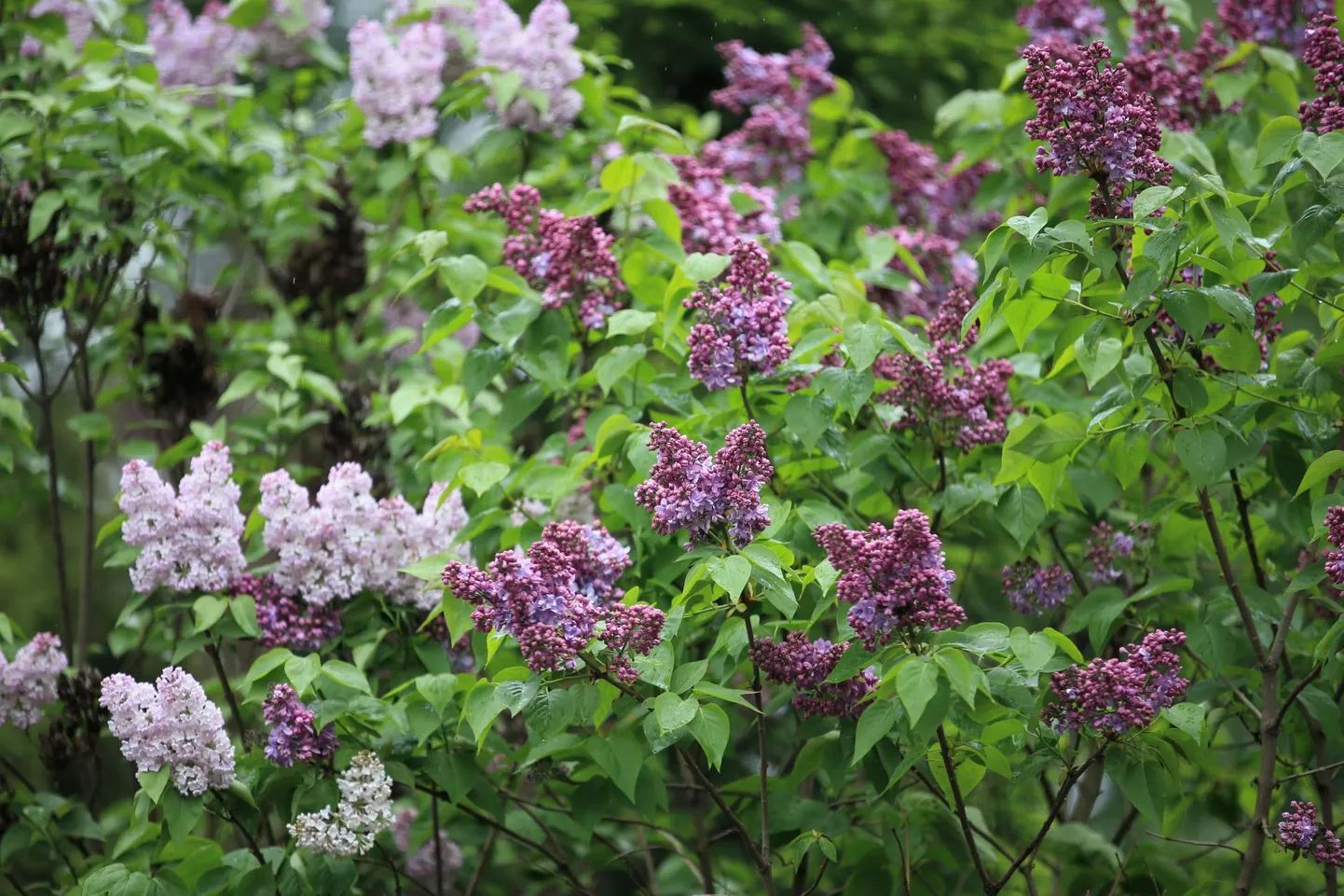 Varakult saabunud suvesoe taandub natuke.