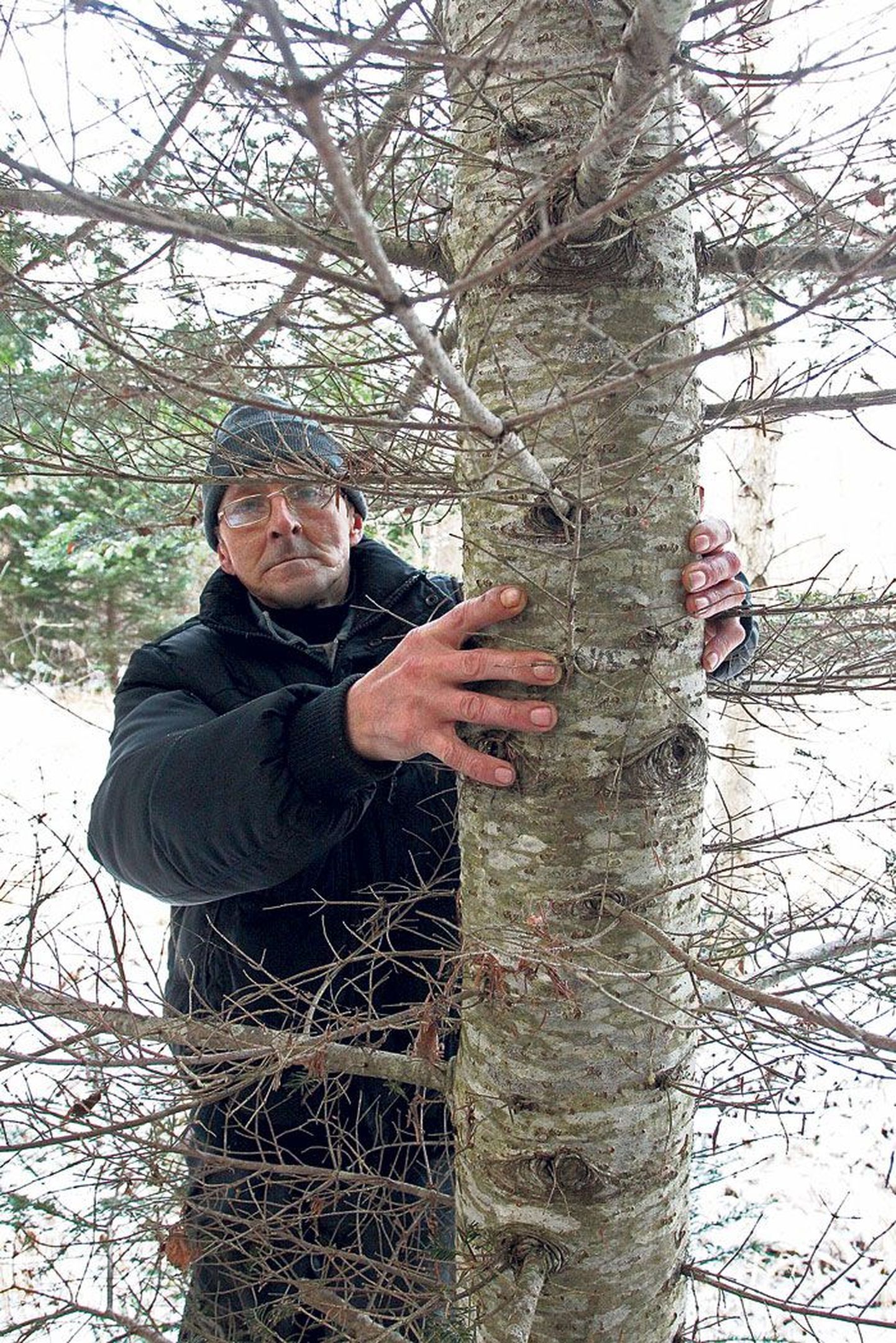 Endine metsatööline Ain Limberg näitab, kui jämedaks on kolmekümne kahe aastaga kasvanud siberi nulud, mis ta pani ise 1981. aastal endise Kärkna metskonna maadel kasvama.