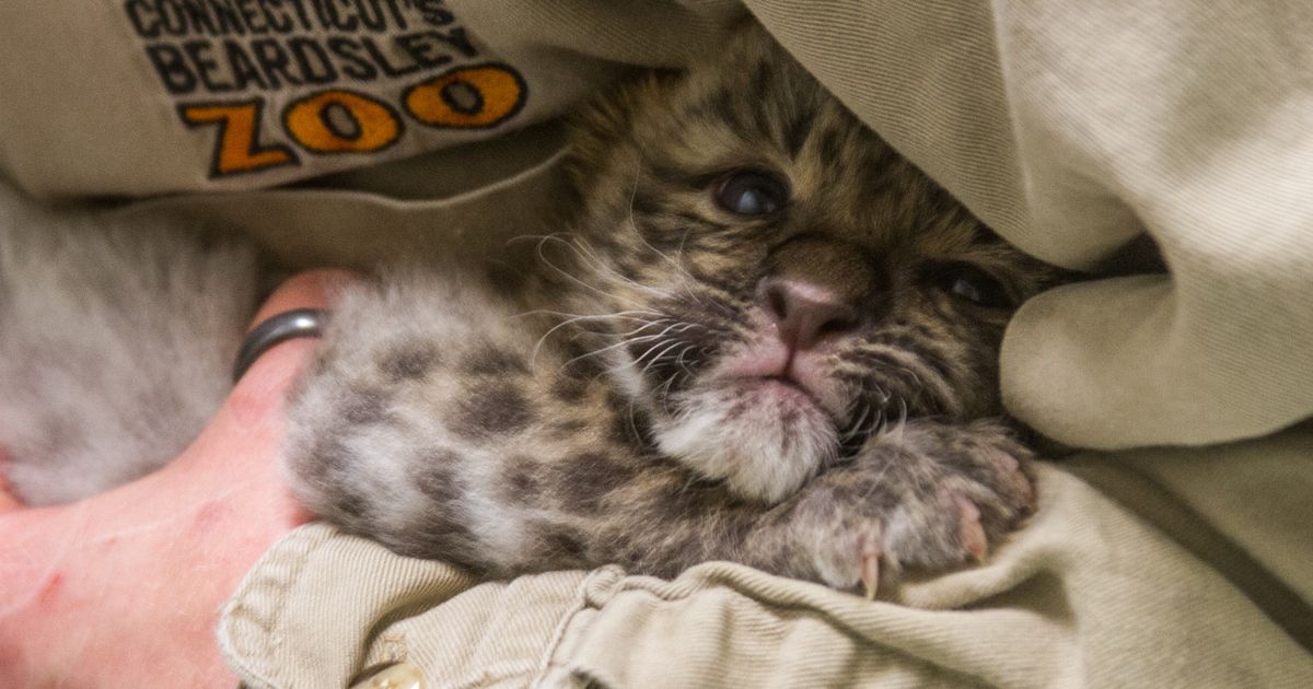 Pildid ja video: USAs nägid ilmavalgust tõeliselt erilised leopardikutsikad