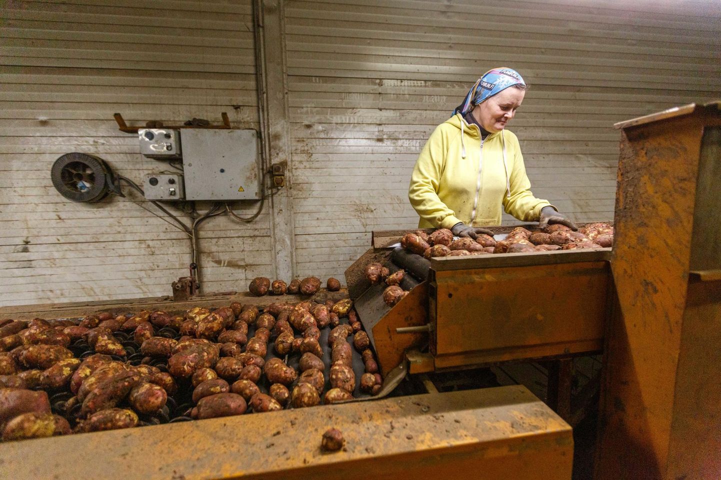 Võru vallas sajal hektaril kartuleid kasvatava Jaagumäe talu saak tundub olevat üle keskmise hea. Tõsi, koristustööd kestavad veel nädalaid ja milleski ei saa enne kindel olla, kui mugulasaak üles võetud ja salve pandud.