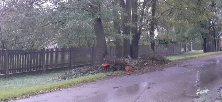 Упавшее дерево в Золитуде