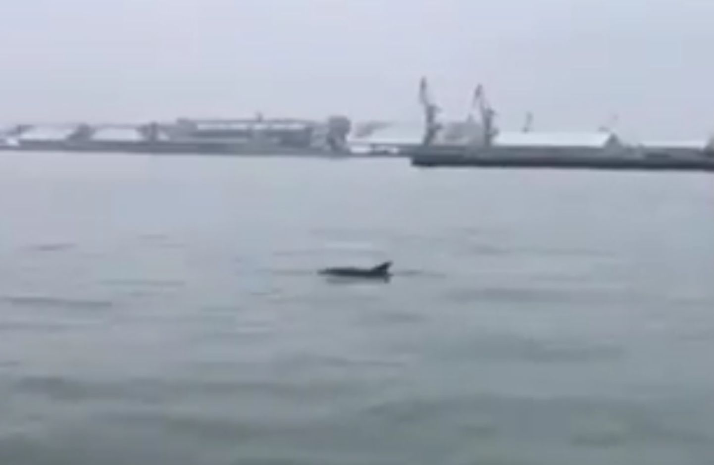 Delfiin Liepaja sadamas.