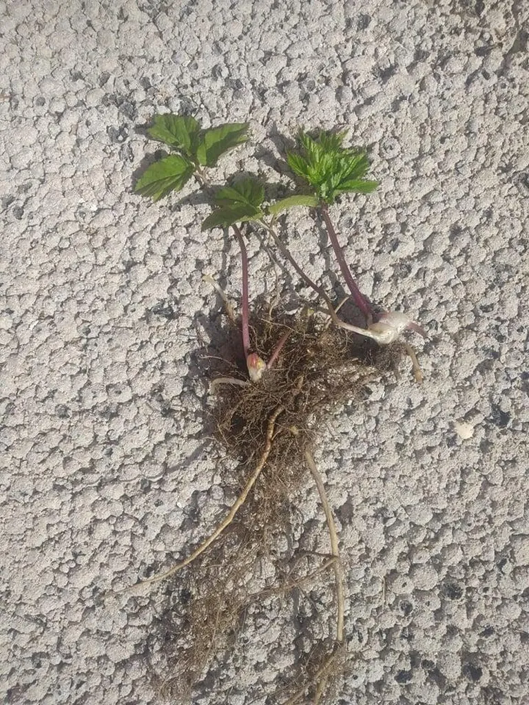 Naadi juurestik on suur ja keeruline, mistõttu on seda terves tükis maa seest kätte saada peaaegu võimatu.
erakogu