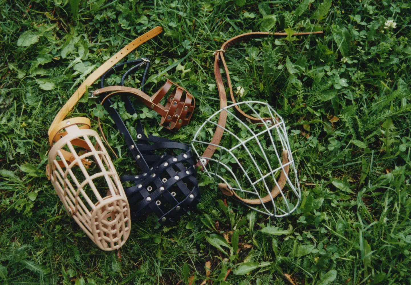Koera suukorv