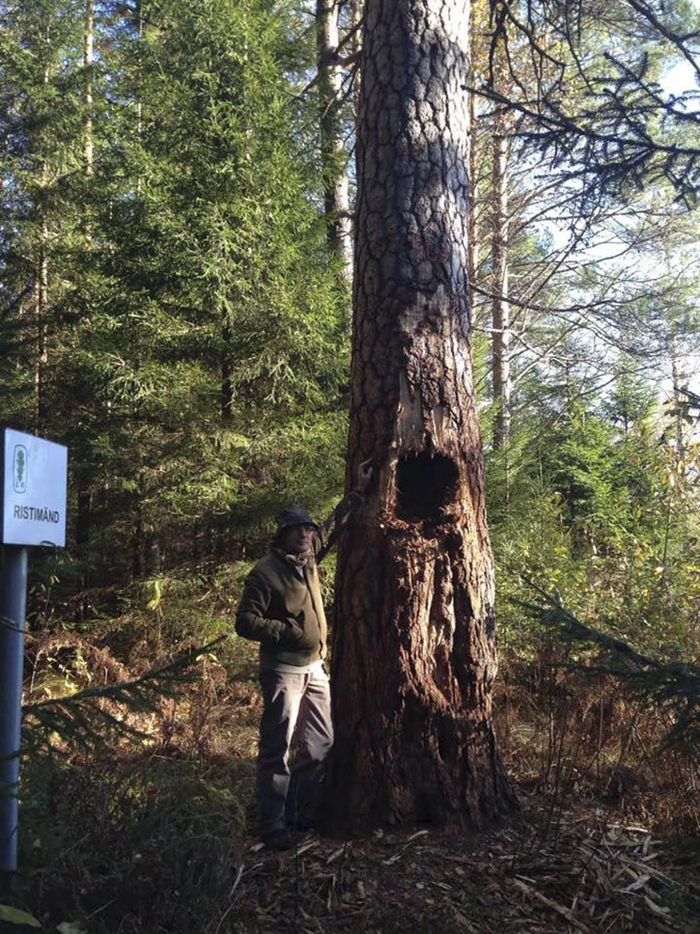 Metsas ei kohta just palju puid, mille juures on looduskaitsemärgiga silt. Et aga karu lugeda ei osanud ja kõht tahtis täitmist, saigi maakonna ainus kultuspuu tema kihvu tunda. Edu Kuill käis seda koos keskkonnaameti spetsialistiga kaemas.